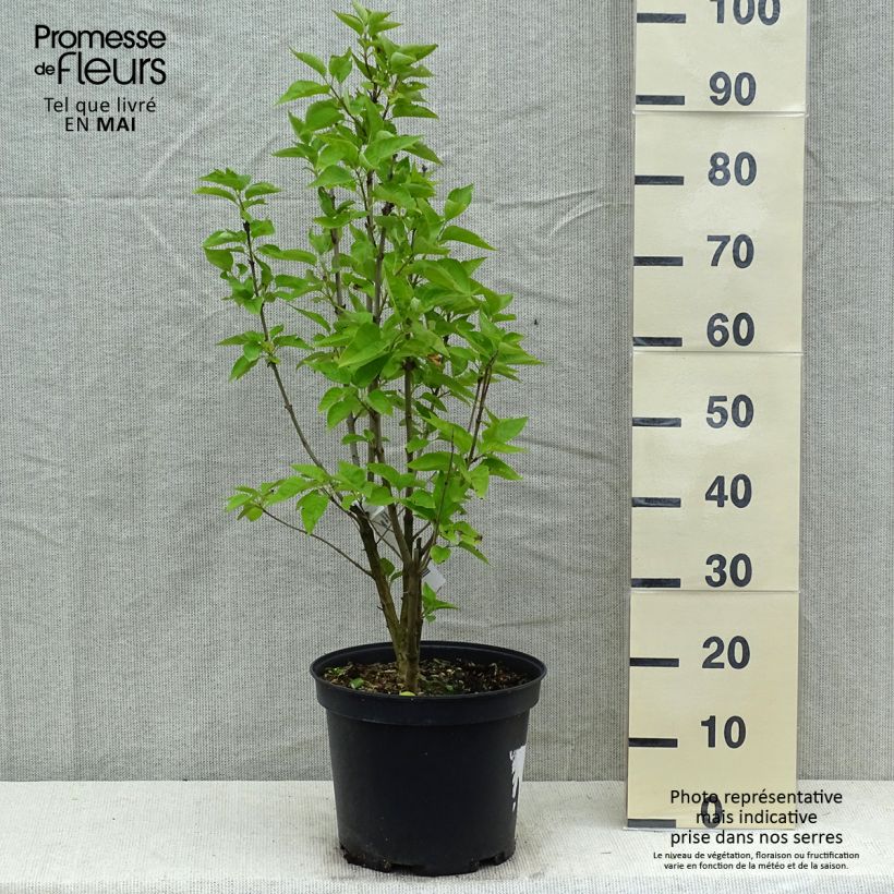 Exemplar von Edelflieder Konchalovskii - Syringa vulgaris Topf mit 7,5L/10LGelieferte Höhe ca. 70/80cm wie im Frühjahr geliefert