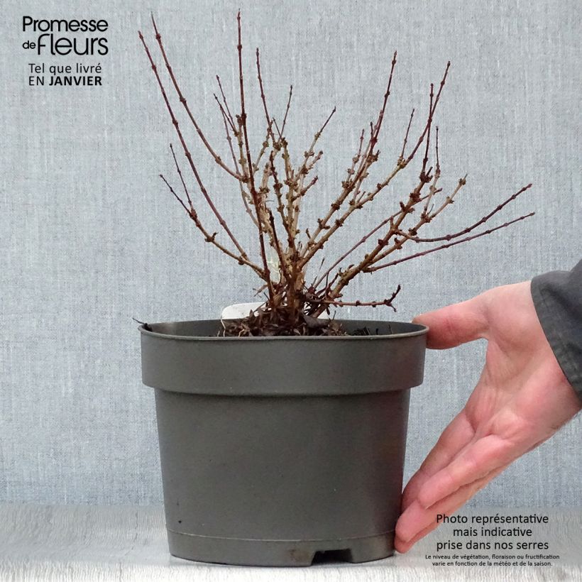 Exemplar von Lilas de Perse - Syringa persica Laciniata Pot de 3L/4L wie im Winter geliefert