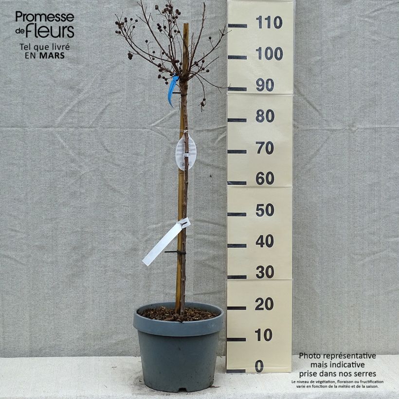 Exemplar von Chinesische Kräuselmyrte Berry Dazzle - Lagerstroemia Topf mit 7,5L/10LGelieferte Höhe ca. 60/+cm wie im Frühjahr geliefert