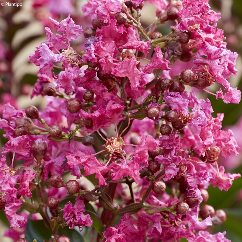 Chinesische Kräuselmyrte Berry Dazzle - Lagerstroemia (Blüte)