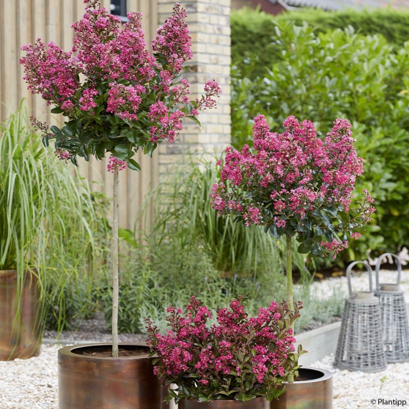 Chinesische Kräuselmyrte Berry Dazzle - Lagerstroemia (Hafen)