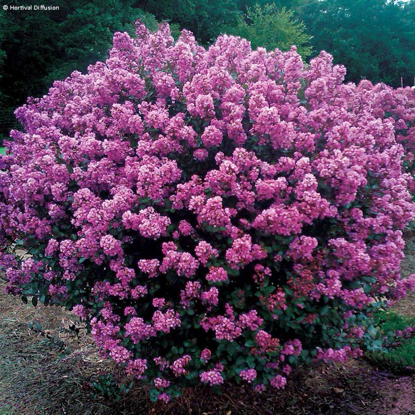 Chinesische Kräuselmyrte Enduring Lavender - Lagerstroemia (Hafen)