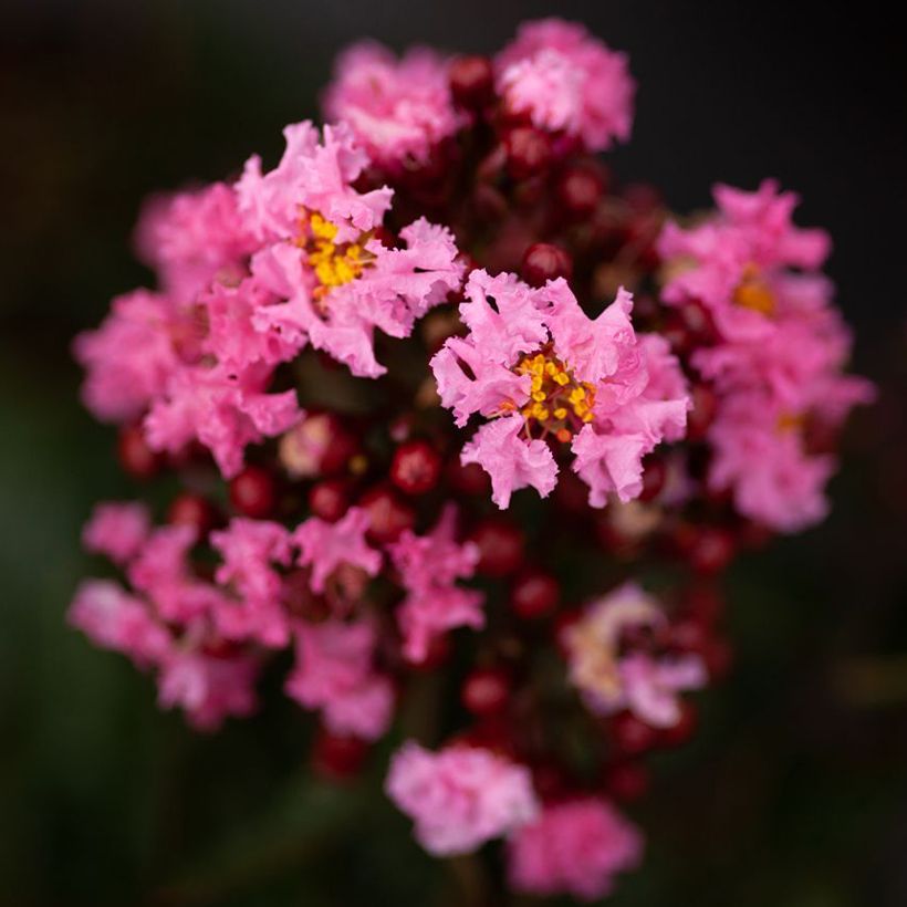 Chinesische Kräuselmyrte Enduring Pink - Lagerstroemia (Blüte)