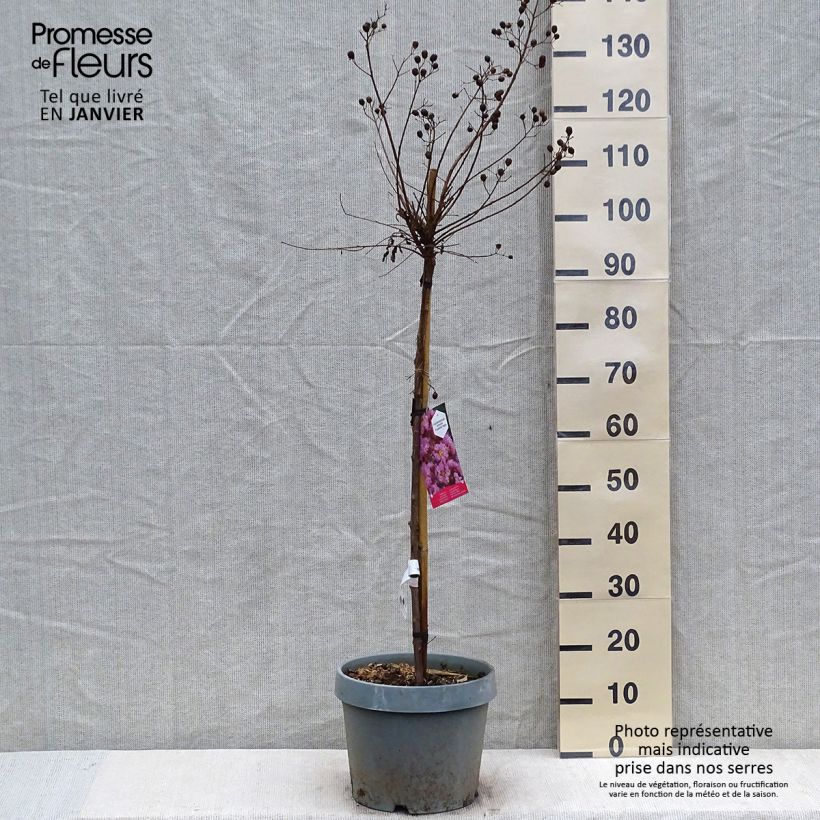 Exemplar von Lilas des Indes - Lagerstroemia indica Eveline Pot de  7.5L/10L wie im Winter geliefert