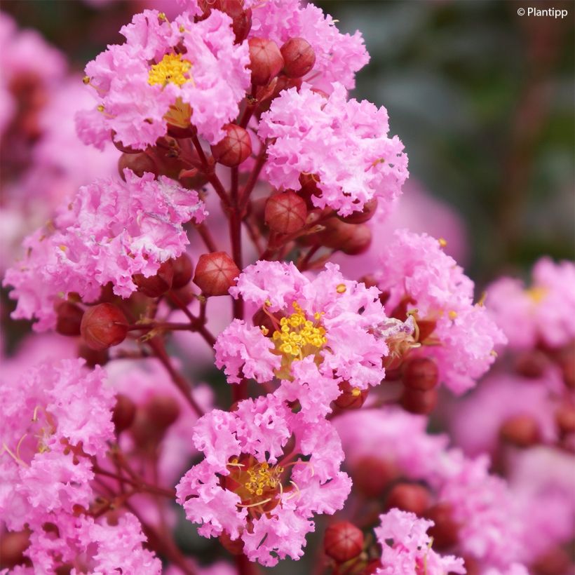 Chinesische Kräuselmyrte Eveline - Lagerstroemia (Blüte)