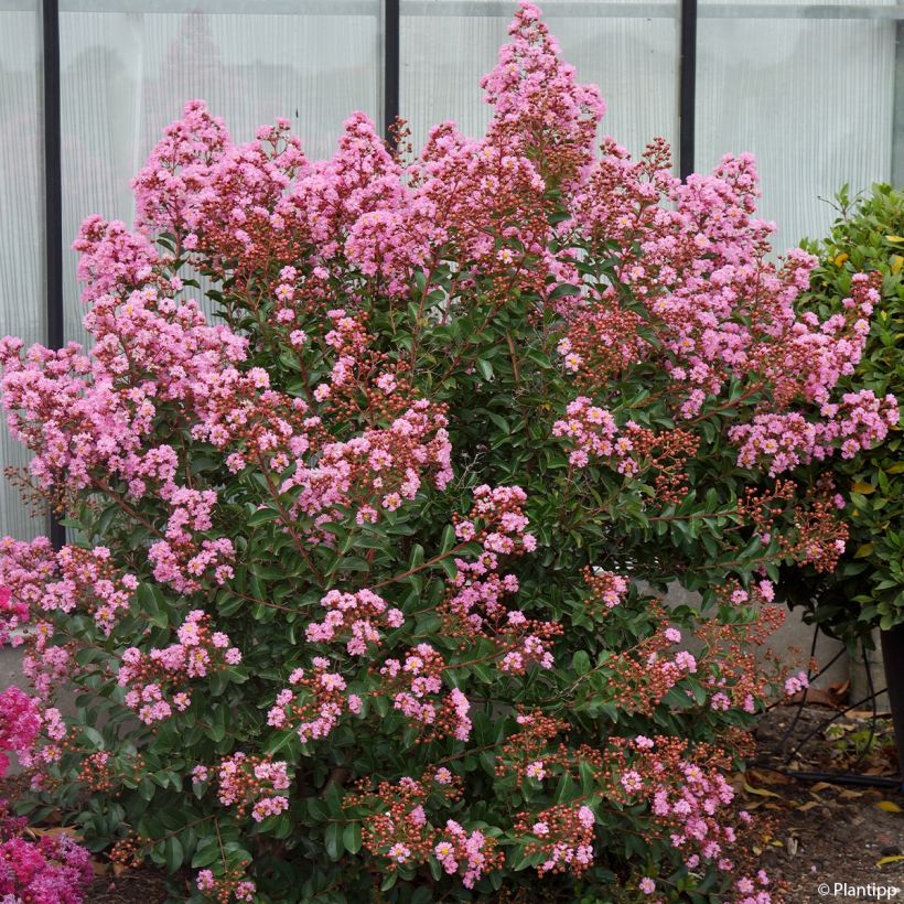 Chinesische Kräuselmyrte Eveline - Lagerstroemia (Hafen)