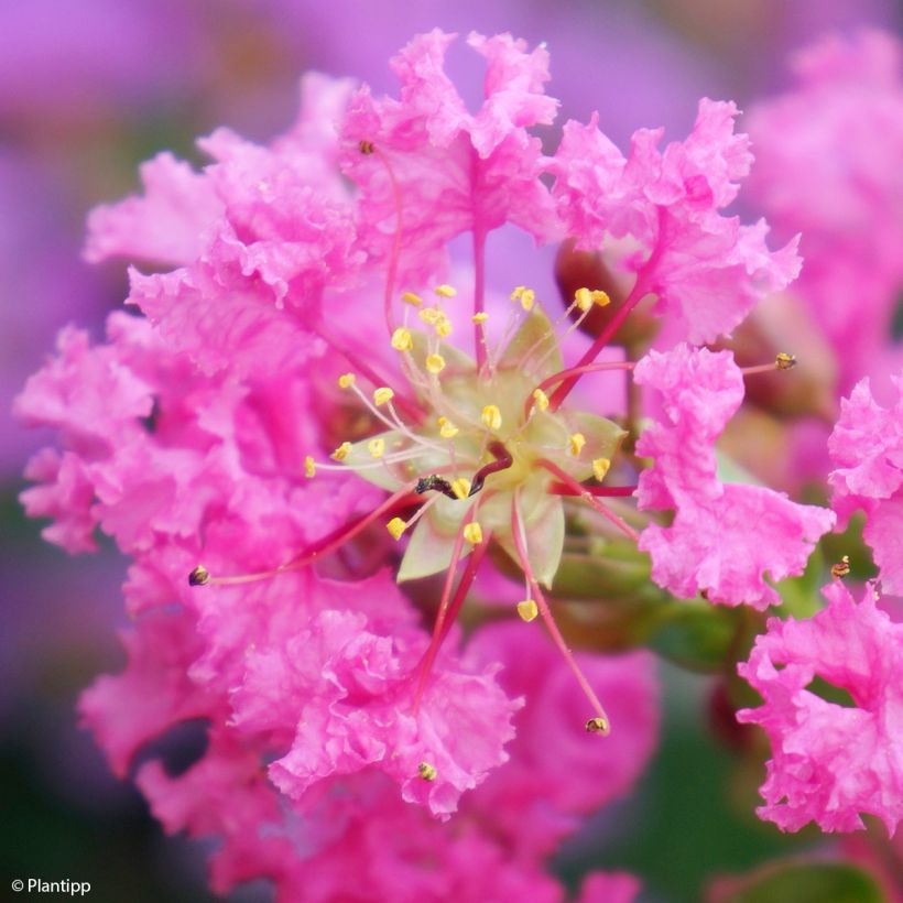 Chinesische Kräuselmyrte Girl With Love - Lagerstroemia (Blüte)