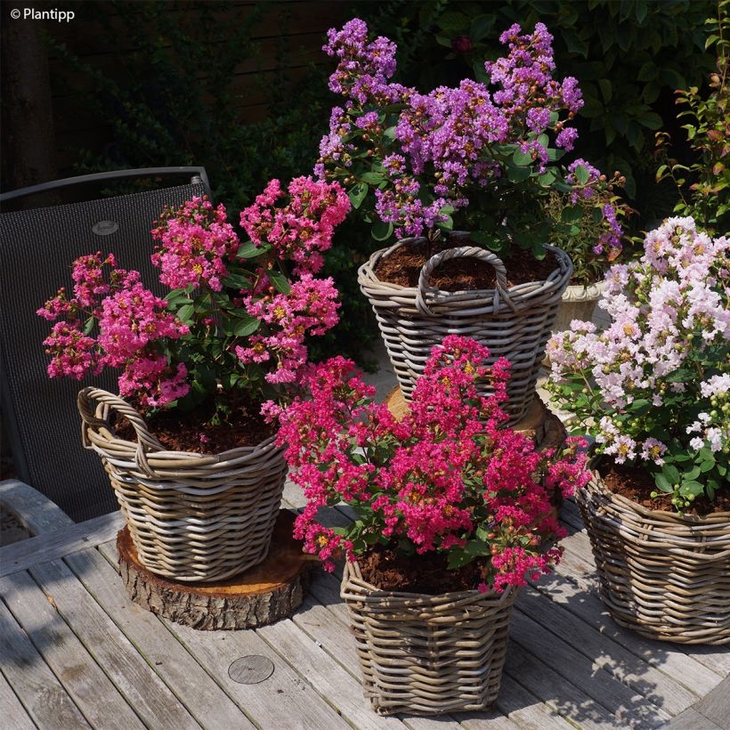 Chinesische Kräuselmyrte Girl With Love - Lagerstroemia (Hafen)