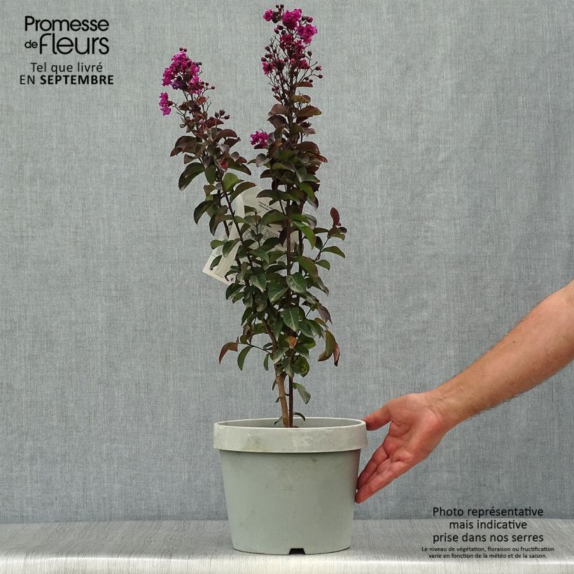 Exemplar von Lilas des Indes - Lagerstroemia indica Rhapsody In Blue Pot de 7.5L/10L wie im Herbst geliefert