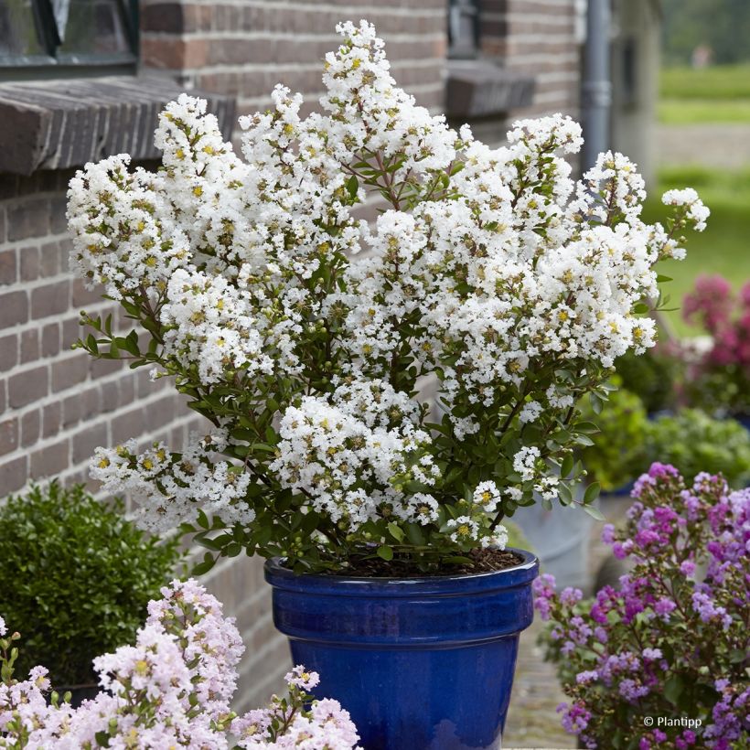 Chinesische Kräuselmyrte Virgin With Love - Lagerstroemia (Hafen)