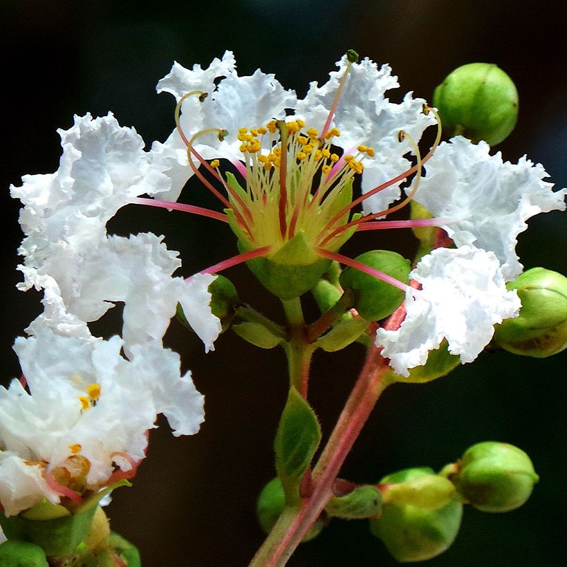 Chinesische Kräuselmyrte White Chocolate - Lagerstroemia (Blüte)