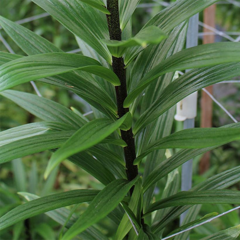 Asiatische Lilie Foxtrot - Lilium (Laub)