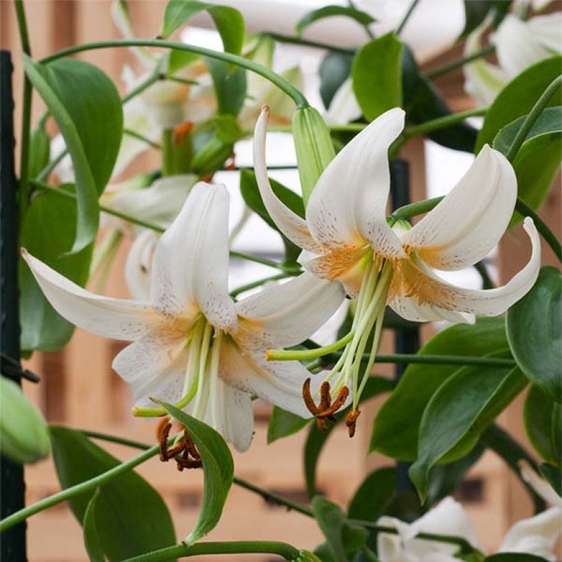 Riesentürkenbundlilie Lady Alice - Lilium henryi (Blüte)