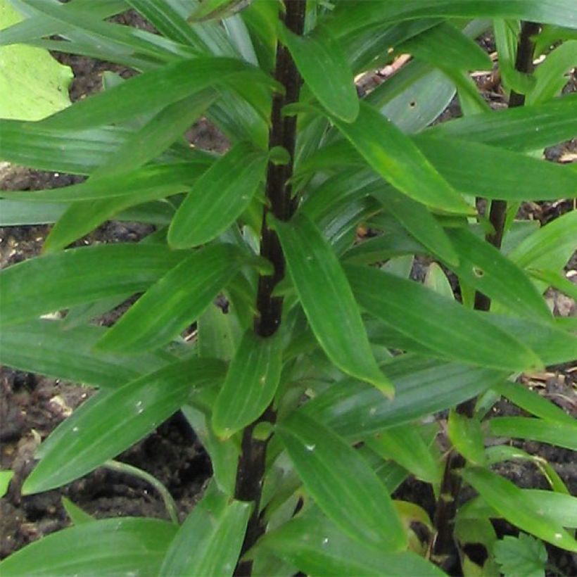 Asiatische Lilie Landini - Lilium (Laub)