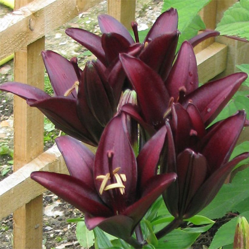 Asiatische Lilie Landini - Lilium (Blüte)