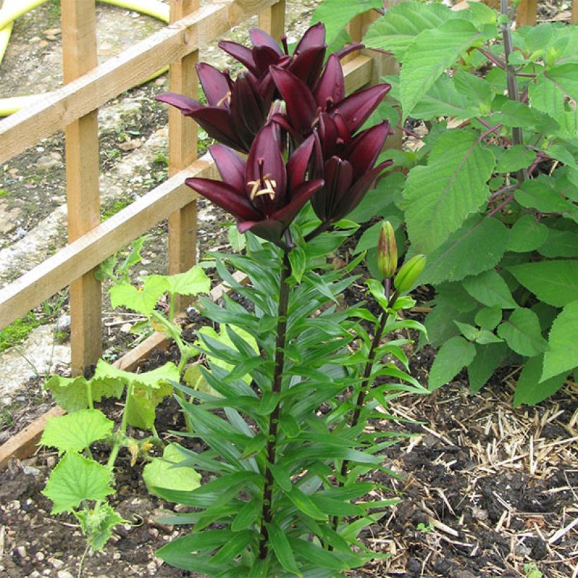 Asiatische Lilie Landini - Lilium (Hafen)