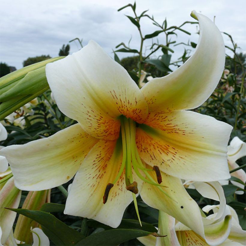 Orientalische Lilie Mister Cas - Lilium (Blüte)