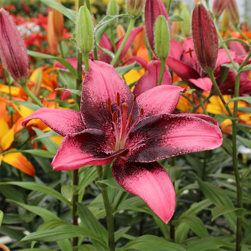 Asiatische Lilie Purple Eye - Lilium (Blüte)