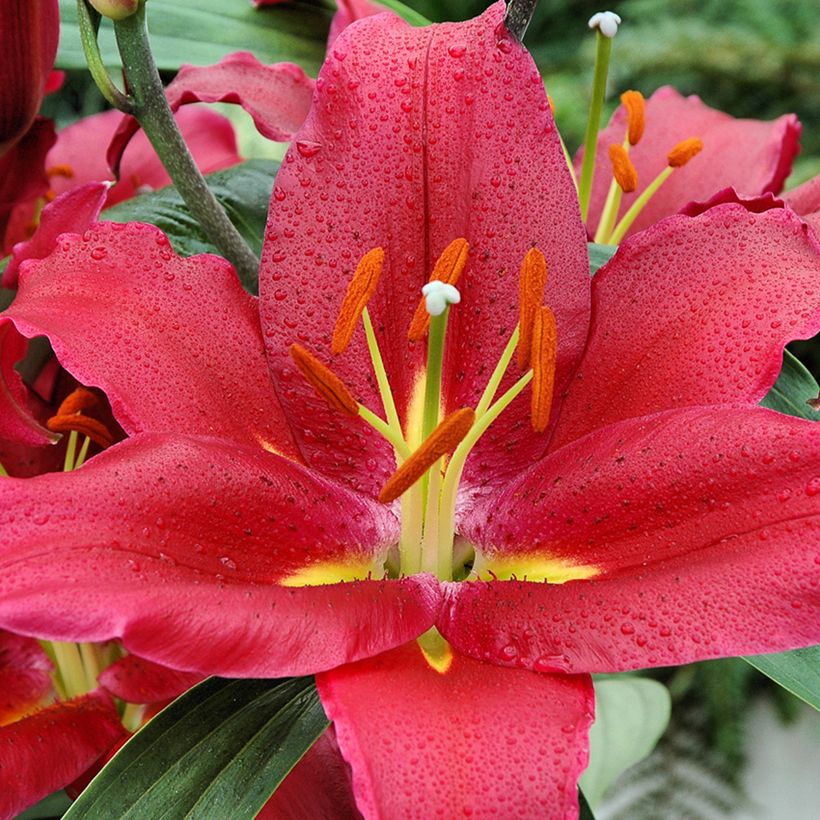 Orientalische Lilie Bacardi - Lilium (Blüte)