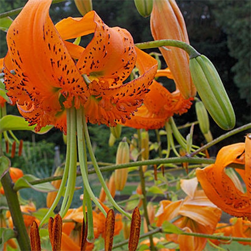 Riesentürkenbundlilie - Lilium henryi (Blüte)