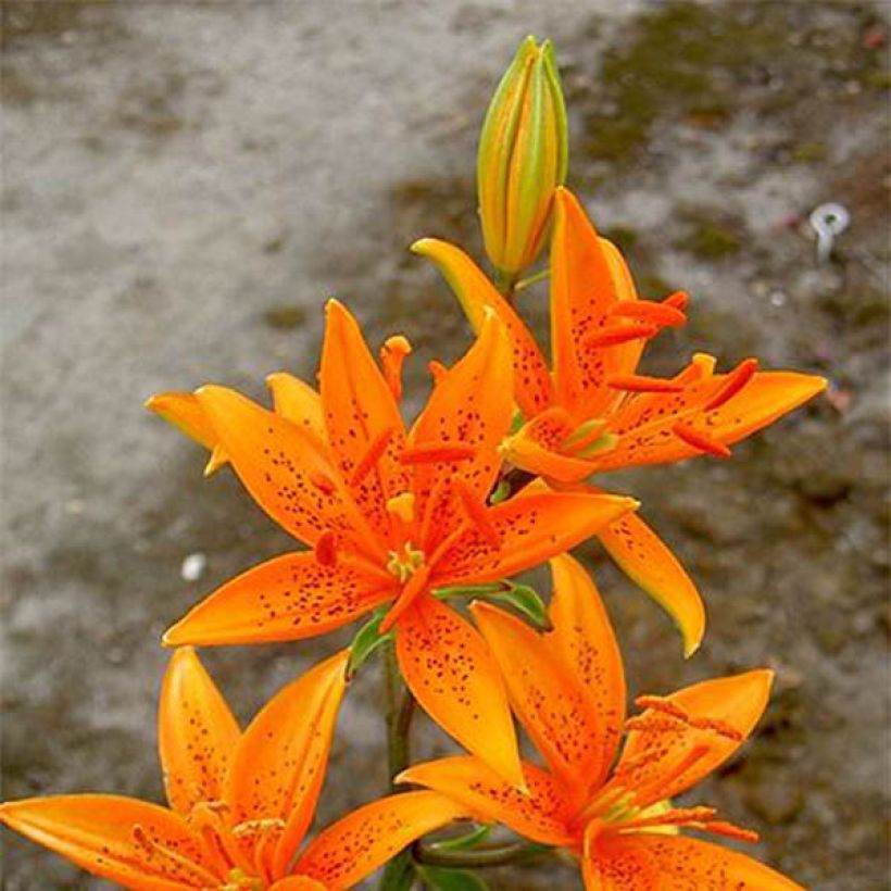 Lilie - Lilium tsingtauense (Blüte)