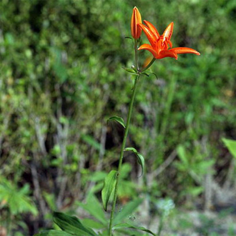 Lilie - Lilium tsingtauense (Hafen)