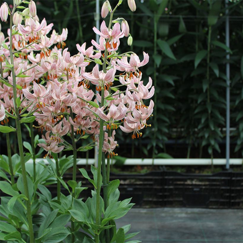 Türkenbund-Lilie Pink Morning - Lilium martagon (Hafen)