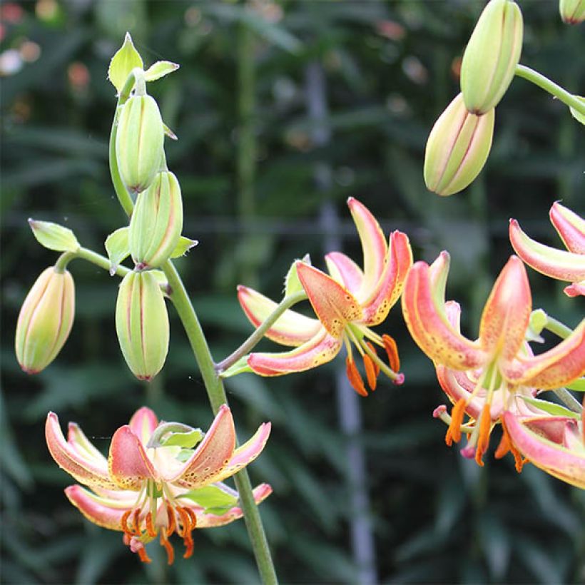 Türkenbund-Lilie Slate's Morning - Lilium martagon (Blüte)