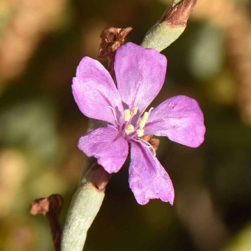 Limoniastrum monopetalum - Strauchstrandflieder (Blüte)