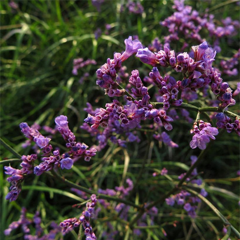 Limonium gmelinii ssp hungaricum - Ungarischer Steppen-Blauschleier (Blüte)