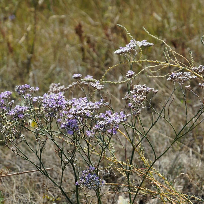 Limonium gmelinii ssp hungaricum - Ungarischer Steppen-Blauschleier (Hafen)