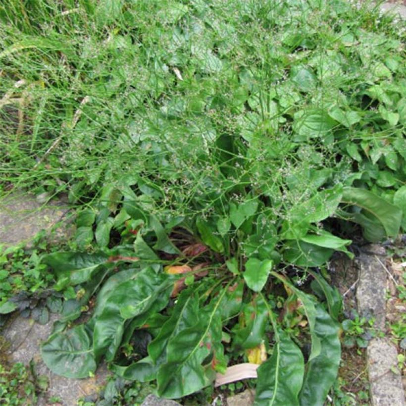 Limonium platyphyllum - Strandflieder (Laub)