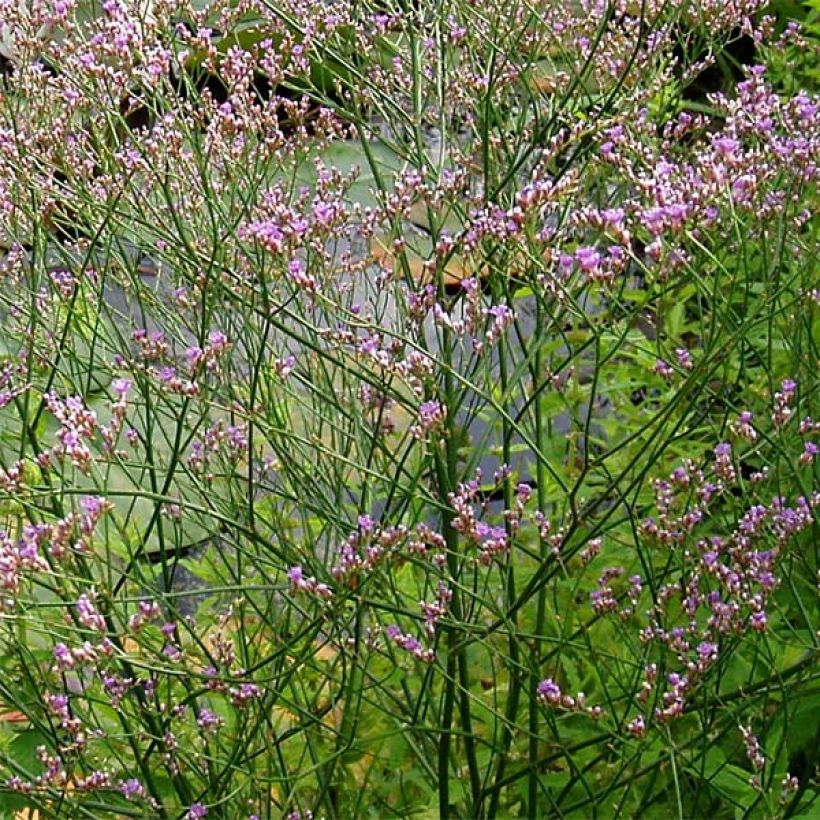 Limonium platyphyllum - Strandflieder (Blüte)