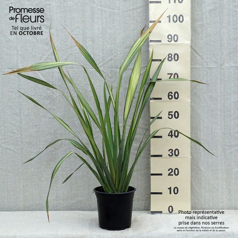 Exemplar von Phormium tenax Apricot Queen wie im Herbst geliefert