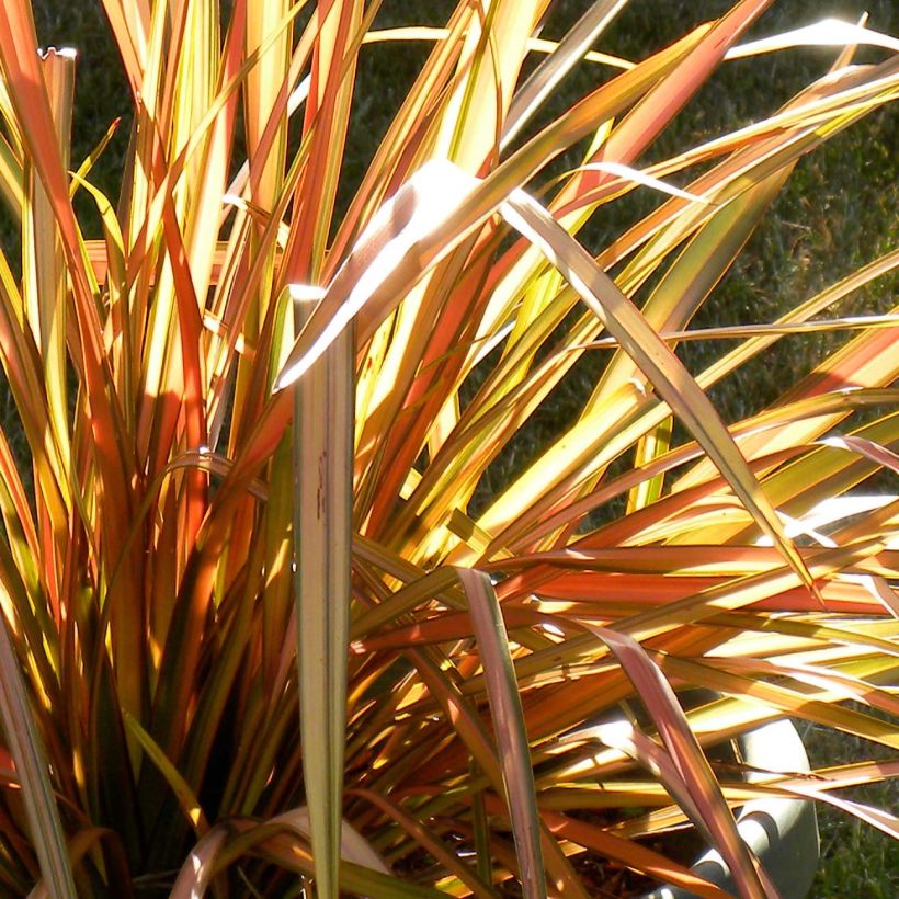 Phormium tenax Flamingo (Laub)