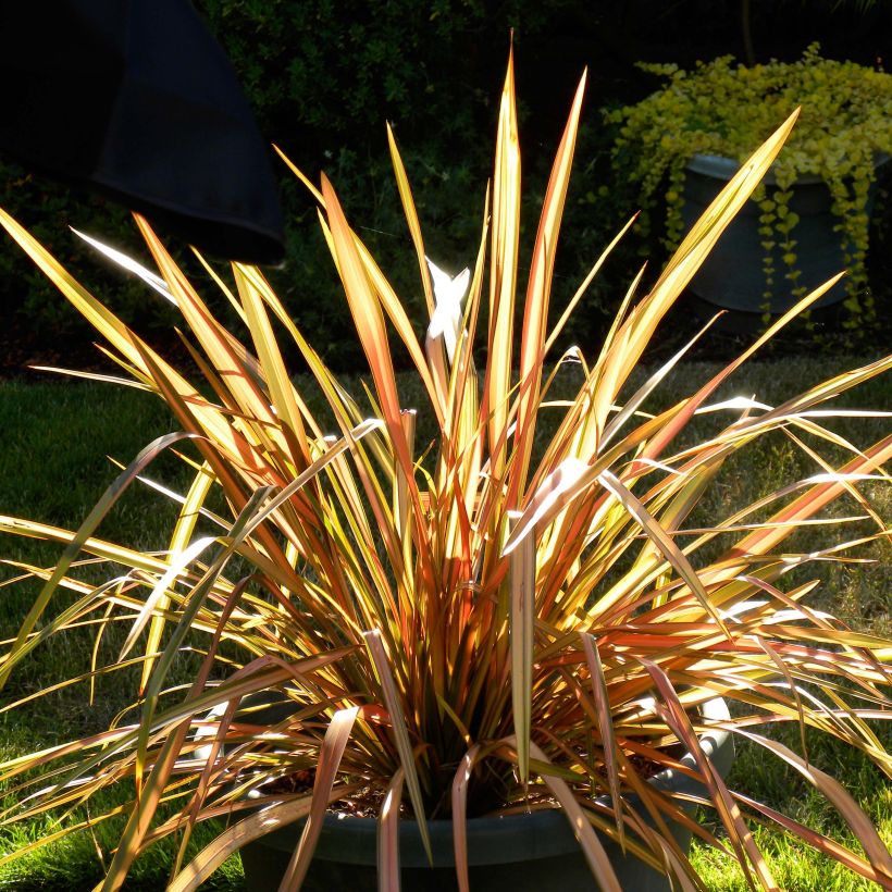 Phormium tenax Flamingo (Hafen)