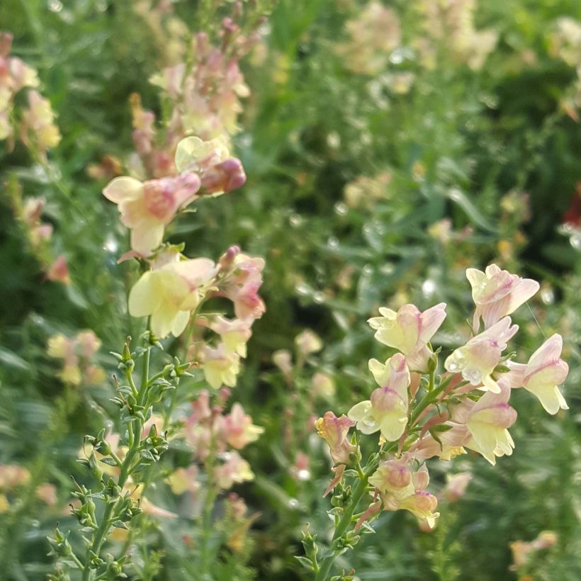 Purpur-Leinkraut Peachy - Linaria purpurea (Blüte)