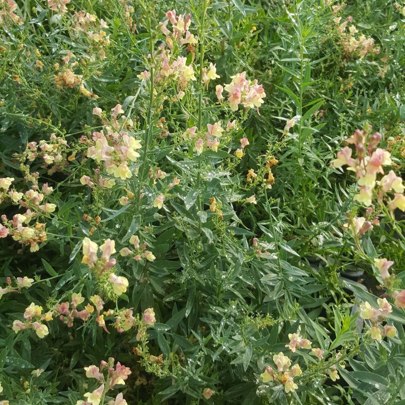 Purpur-Leinkraut Peachy - Linaria purpurea (Hafen)