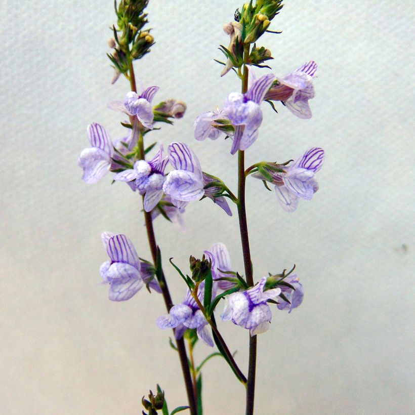 Leinkraut Antique Silver - Linaria anticaria (Blüte)