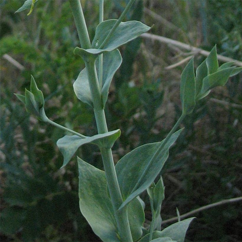 Dalmatiner Leinkraut - Linaria dalmatica (Laub)