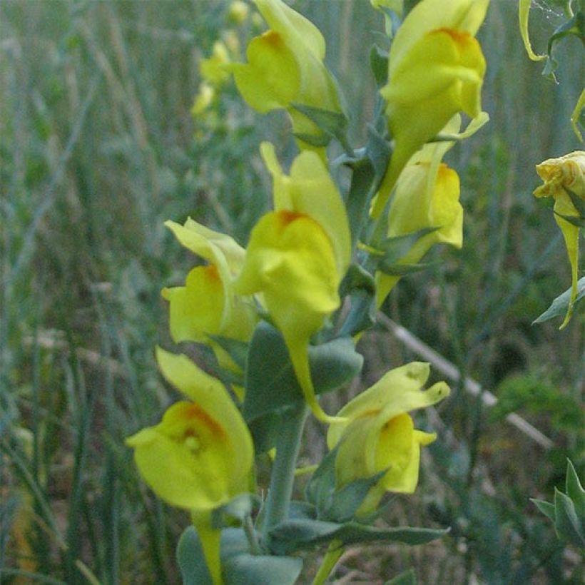 Dalmatiner Leinkraut - Linaria dalmatica (Blüte)