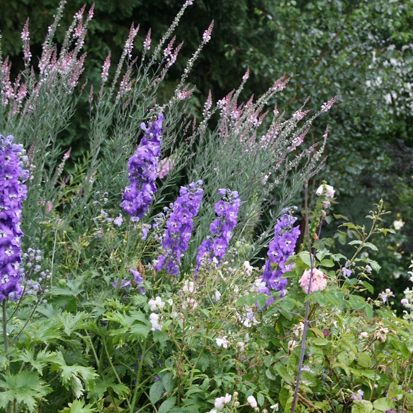 Purpur-Leinkraut Canon J. Went - Linaria purpurea (Hafen)