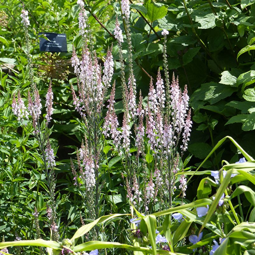 Purpur-Leinkraut Canon J. Went - Linaria purpurea (Blüte)