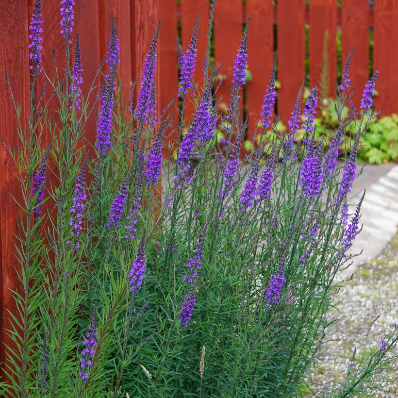 Purpur-Leinkraut - Linaria purpurea (Hafen)