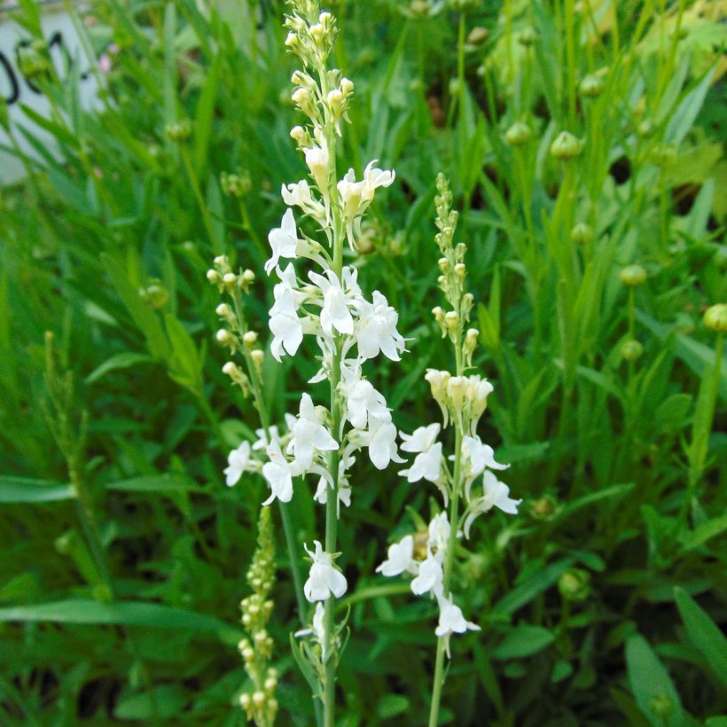 Purpur-Leinkraut Alba - Linaria purpurea (Blüte)