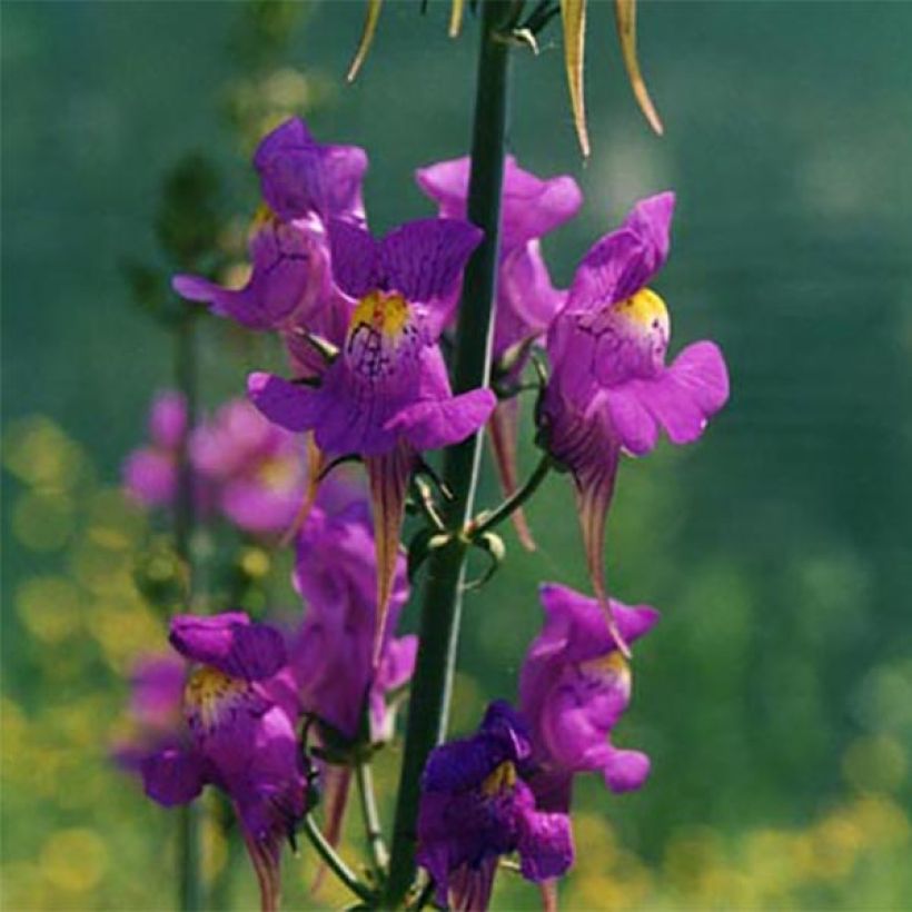 Iberisches Leinkraut - Linaria triornithophora (Blüte)