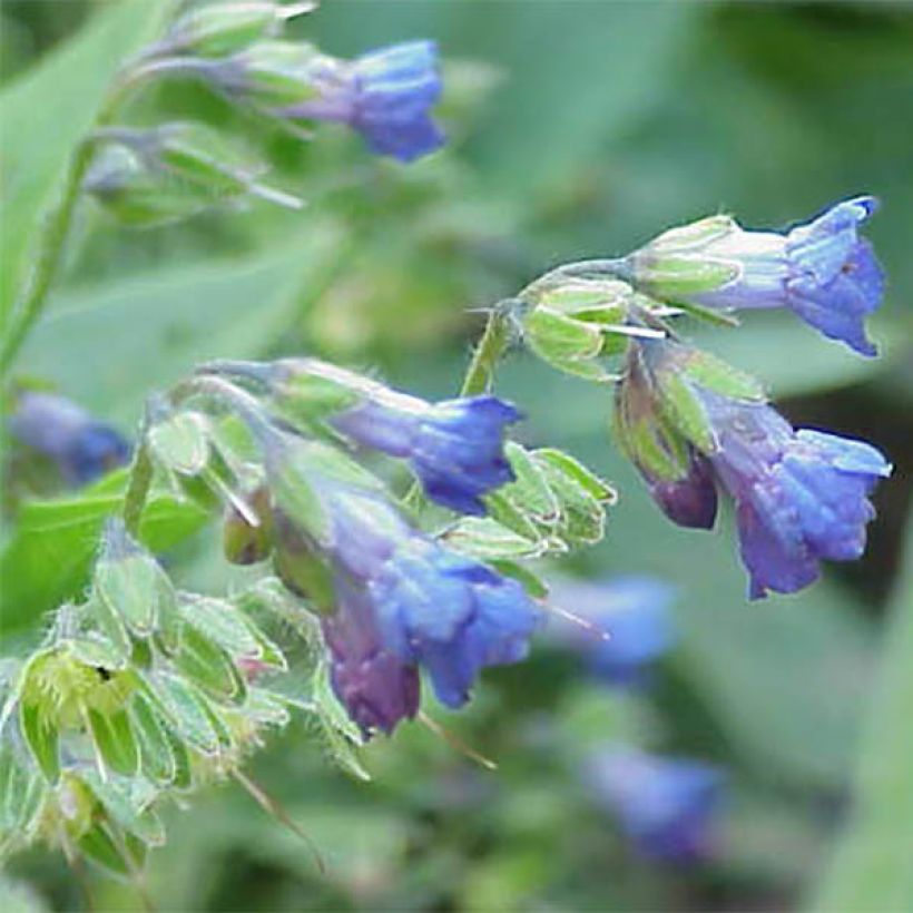 Lindelofia longiflora - Himalaya-Wickeltraube (Blüte)