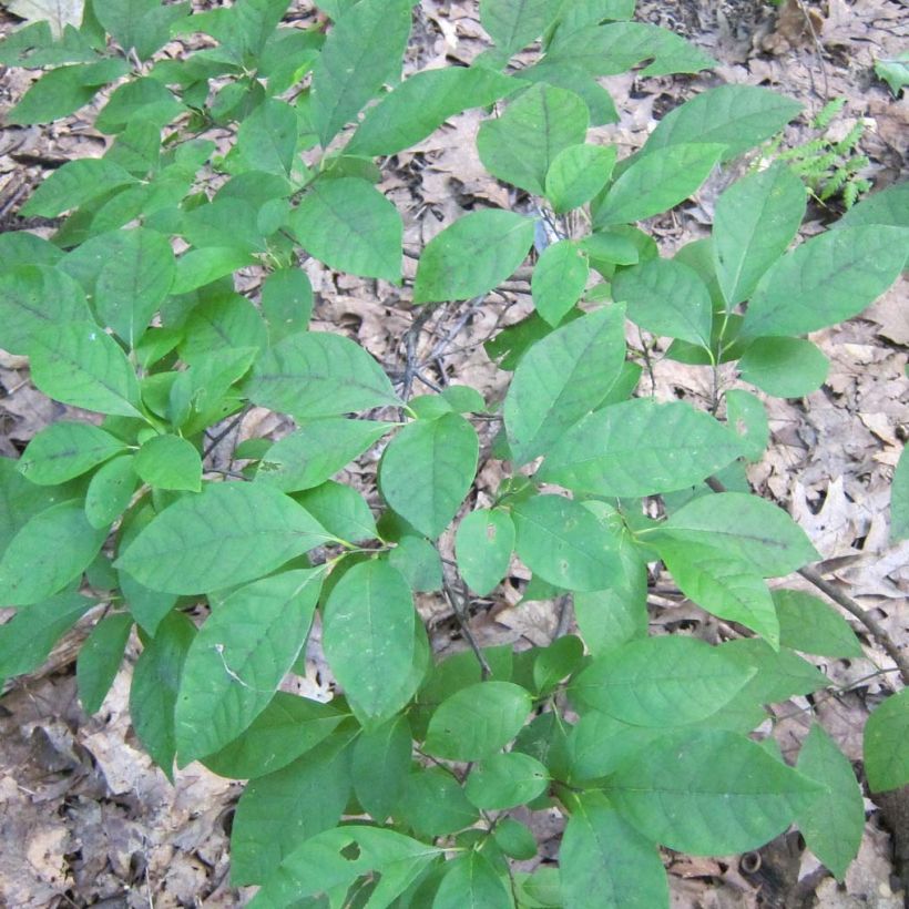 Lindera benzoin - Fieberstrauch (Laub)