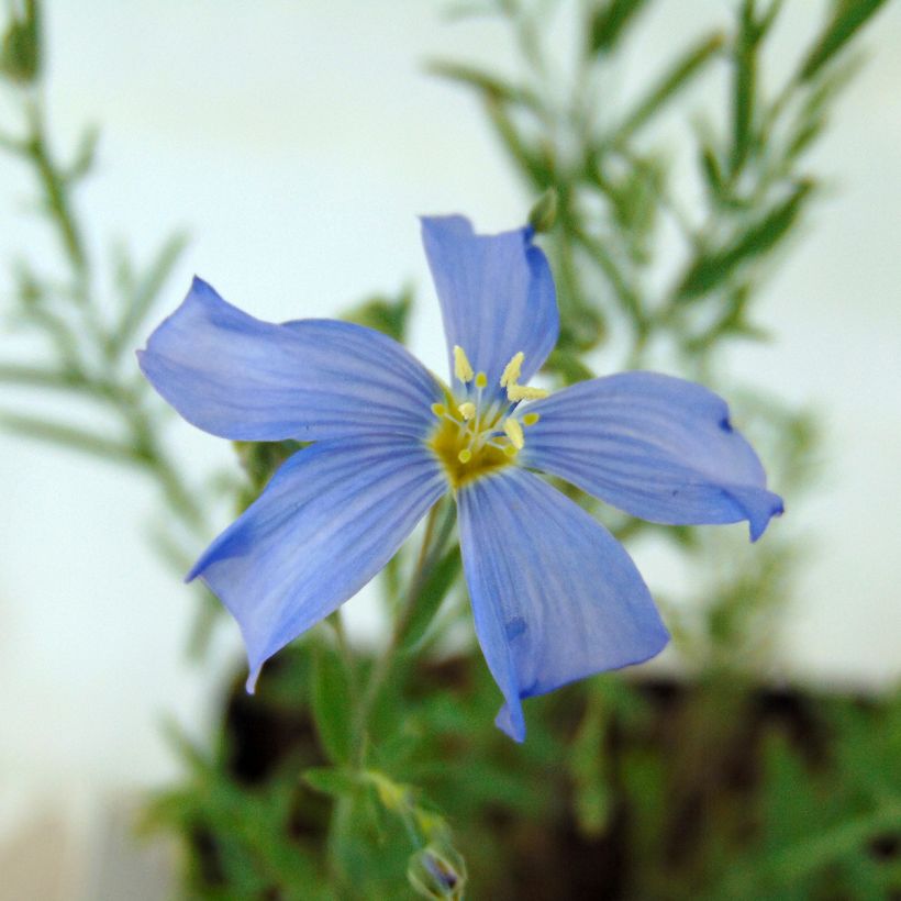 Stauden-Lein - Linum perenne (Blüte)