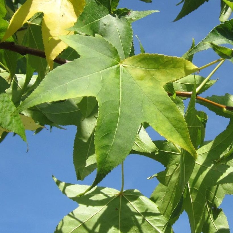 Liquidambar styraciflua Slender Silhouette - Amberbaum (Laub)